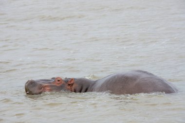 Güney Afrika 'da büyük bir nehirde yıkanan su aygırları.