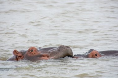 Güney Afrika 'da büyük bir nehirde yıkanan su aygırları.