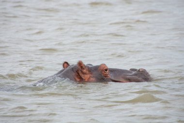 Güney Afrika 'da büyük bir nehirde yıkanan su aygırları.