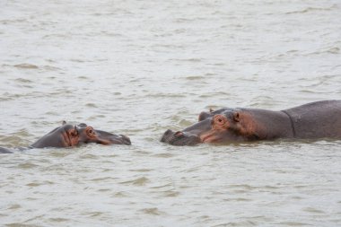 Güney Afrika 'da büyük bir nehirde yıkanan su aygırları.