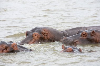Güney Afrika 'da büyük bir nehirde yıkanan su aygırları.