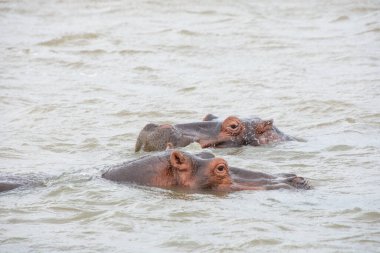 Güney Afrika 'da büyük bir nehirde yıkanan su aygırları.