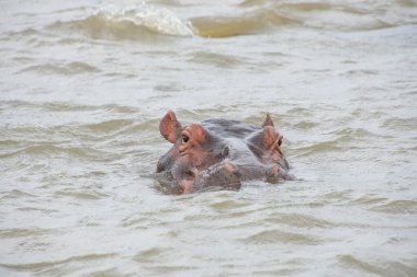 Güney Afrika 'da büyük bir nehirde yıkanan su aygırları.