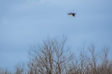 Ağaçların tepesinde uçan bir kuş. 