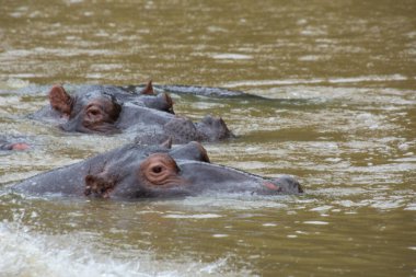 Güney Afrika 'da büyük bir nehirde yıkanan su aygırları.