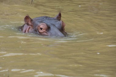 Güney Afrika 'da büyük bir nehirde yıkanan su aygırları.