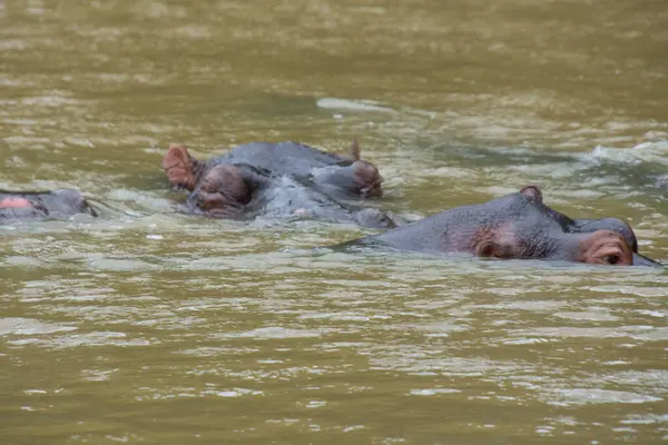 Güney Afrika 'da büyük bir nehirde yıkanan su aygırları.