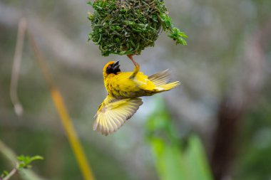 Güney Afrika 'daki Afrika savanasındaki sarı samanların güzel bir örneği.