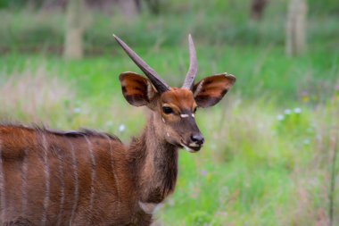 Güney Afrika 'da güzel bir nyala antilobu örneği. 