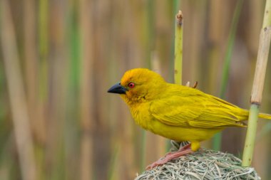 Güney Afrika 'daki Afrika savanasında güzel bir sarı dokumacı örneği.