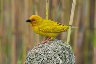 Güney Afrika 'daki Afrika savanasında güzel bir sarı dokumacı örneği.