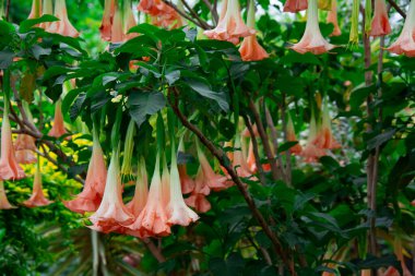 Güzel bir Güney Afrika bahçesinde çok güzel doğal çiçekler.  
