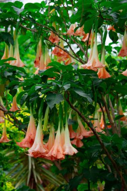 Güzel bir Güney Afrika bahçesinde çok güzel doğal çiçekler.  