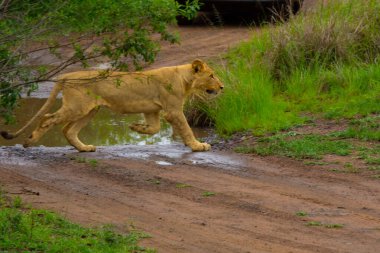 Güney Afrika 'daki doğal ortamında güzel vahşi dişi aslan.