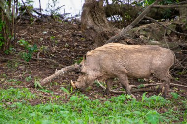Specimen of warthog in its natural habitat in South Africa clipart