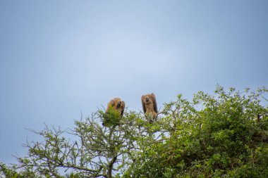 Güney Afrika 'daki büyük savana tünemiş akbabaların sevimli bir örneği.