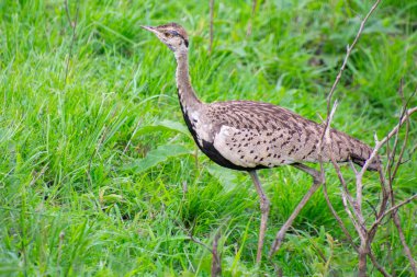 Güney Afrika 'da savanada yürüyen kızıl ibikli bir Koran örneği.