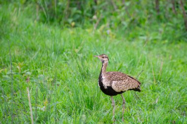 Güney Afrika 'da savanada yürüyen kızıl ibikli bir Koran örneği.