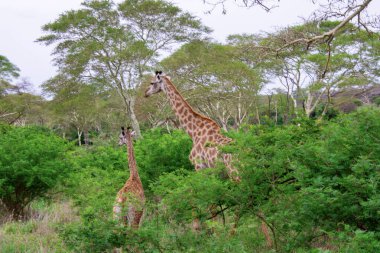 Güney Afrika 'nın doğasında bebek zürafası olan vahşi bir zürafa örneği.
