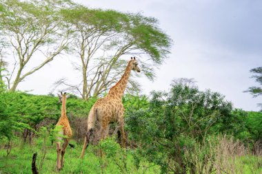 Güney Afrika 'nın doğasında bebek zürafası olan vahşi bir zürafa örneği.