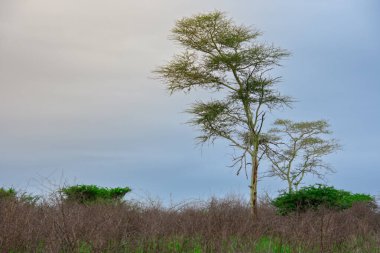 Güney Afrika 'daki ünlü savananın çok güzel manzarası, doğa, çevre, Güney Afrika, Afrika, savana, manzara, yeşil, çayır   