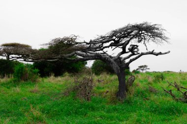 Güney Afrika 'daki ünlü savananın çok güzel manzarası, doğa, çevre, Güney Afrika, Afrika, savana, manzara, yeşil, çayır   