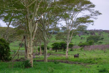 Güney Afrika 'da güzel bir nyala antilobu örneği. 