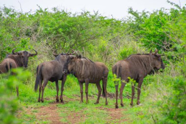Güney Afrika 'daki doğal ortamında antilopların sevimli bir örneği.