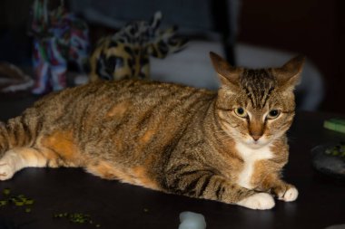 Şirin kedi çalışma masasına kurulmuş arazide tembellik ediyor.