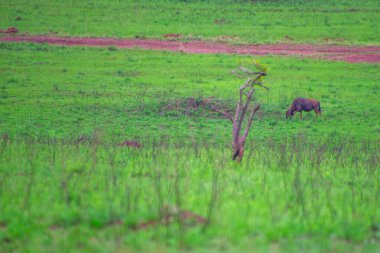 Güney Afrika 'da siyah bir antilobun (Samur) güzel örnekleri 