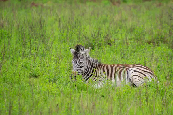 stock image Nice specimen of zebra taken in a large zoological garden