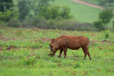 Güney Afrika 'daki doğal habitatında bir yaban domuzu örneği