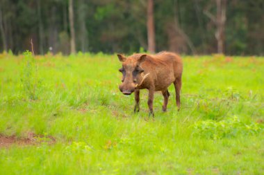 Güney Afrika 'daki doğal habitatında bir yaban domuzu örneği