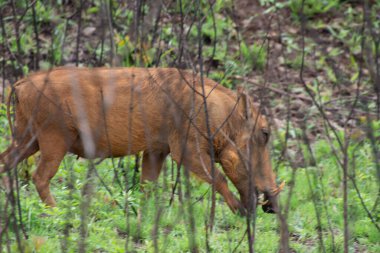 Güney Afrika 'daki doğal habitatında bir yaban domuzu örneği