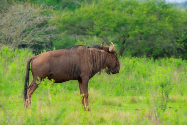 Güney Afrika 'daki doğal ortamında antilopların sevimli bir örneği.