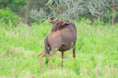 Güney Afrika 'daki doğal ortamında antilopların sevimli bir örneği.