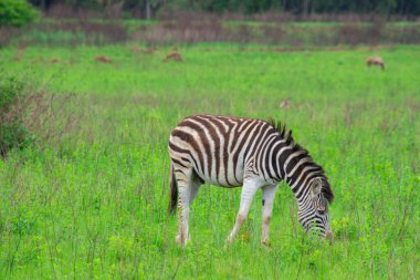 Büyük bir zoolojik bahçede alınan zebra örneği.