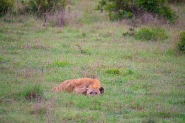 Güzel vahşi sırtlan ailesi Güney Afrika 'daki doğal ortamında