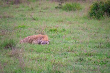 Güzel vahşi sırtlan ailesi Güney Afrika 'daki doğal ortamında