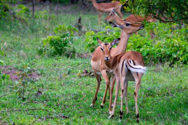 Güney Afrika 'da vahşi Impala antiloplarının güzel bir örneği.