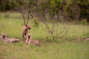 Güzel vahşi sırtlan ailesi Güney Afrika 'daki doğal ortamında