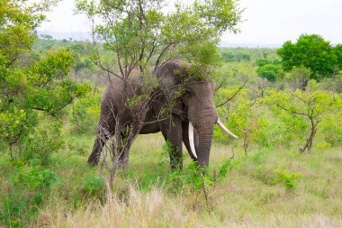 Güzel vahşi fil Güney Afrika 'daki doğal ortamında