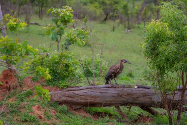 Güney Afrika 'daki Kruger Park' ta bir ağaç gövdesine tünemiş bir boynuz gagası.