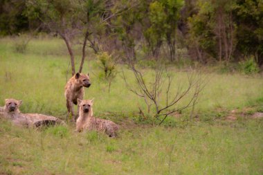 Güzel vahşi sırtlan ailesi Güney Afrika 'daki doğal ortamında