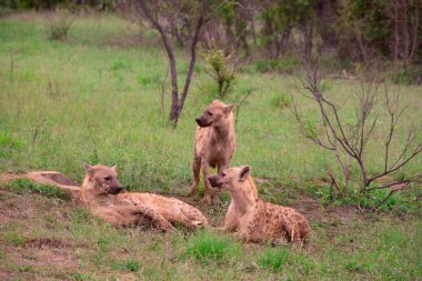 Güzel vahşi sırtlan ailesi Güney Afrika 'daki doğal ortamında