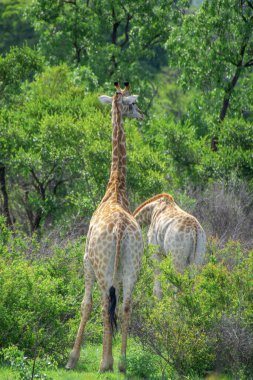 Güney Afrika gibi vahşi zürafaların sevimli bir örneği.