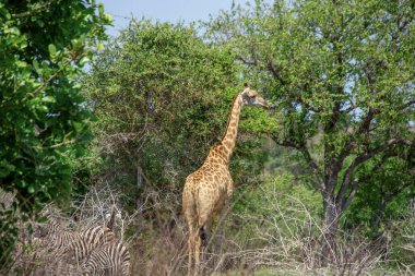 Zürafa Kruger National park  