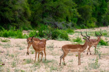 Güney Afrika 'da vahşi Impala antiloplarının güzel bir örneği.  