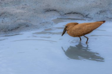 Güney Afrika 'daki Kruger Park' ta küçük bir nehirde yürüyen hamerkop.