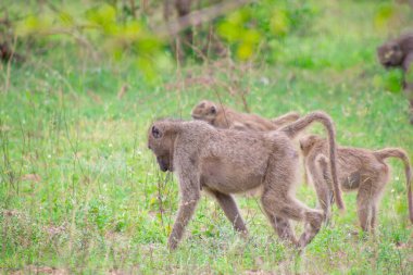 Güney Afrika 'nın doğasında vahşi babunların sevimli bir örneği.